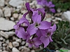 Campo Imperatore-photogallery-P1040840+.jpg